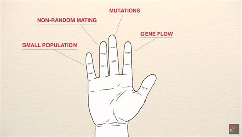 finger evolution .
